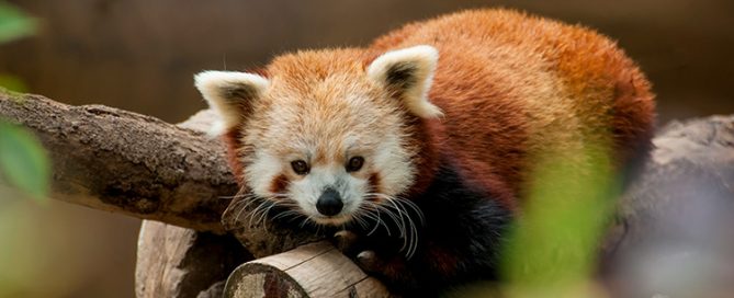 San Diego Zoo with Toddlers