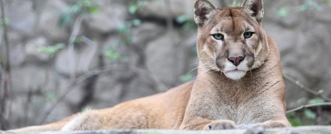 Orlando wildlife attractions