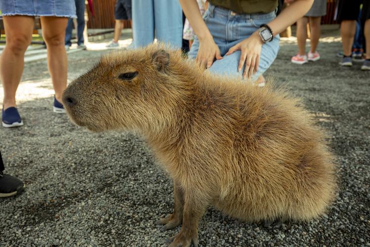 Orlando wildlife attractions