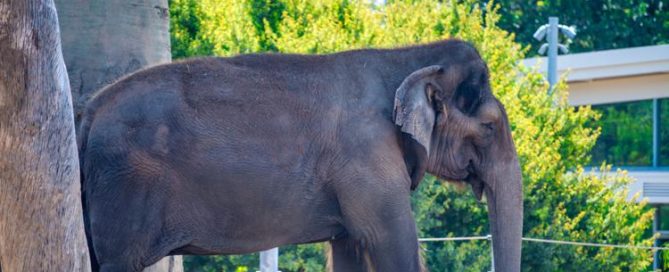Where to Take Stroller Breaks at the San Diego Zoo and Cool Down