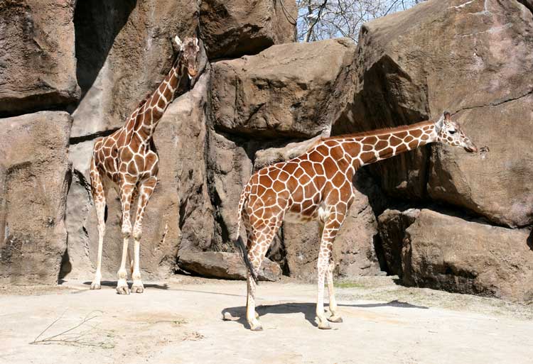 Giraffes standing near rocks at the zoo, showcasing their long necks and distinctive spotted pattern.