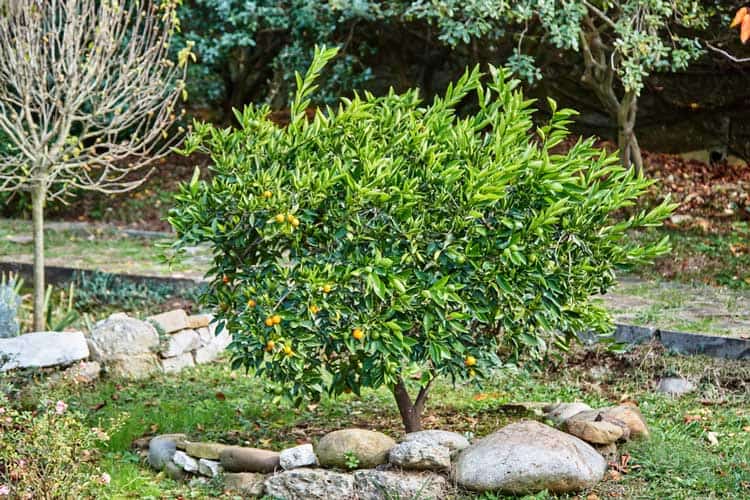 Lemon tree in a garden with rocks and greenery.