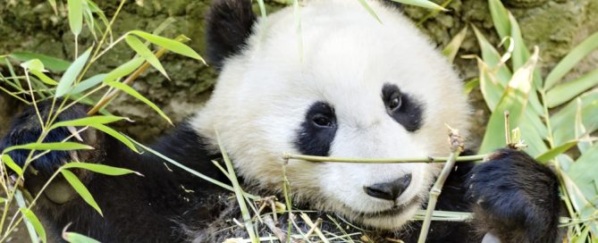 Panda bear resting among bamboo leaves at the zoo, showcasing adorable wildlife moments.