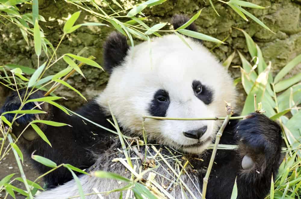 Panda bear resting among bamboo leaves at the zoo, showcasing adorable wildlife moments.
