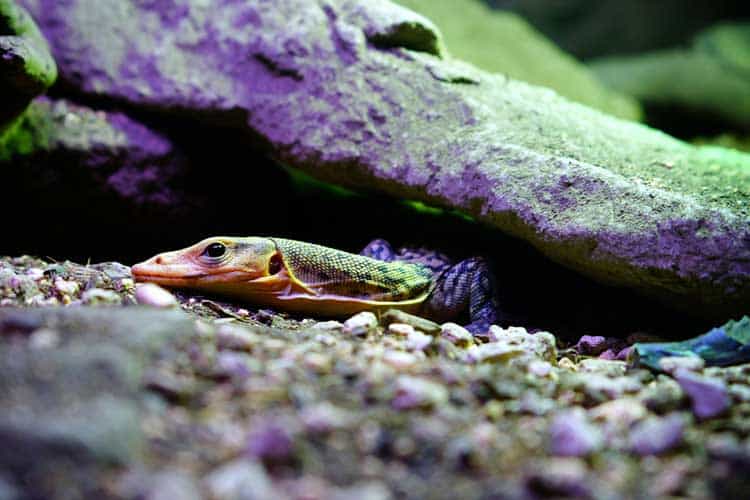 Lizard hiding under rocks at natural history museum exhibit.