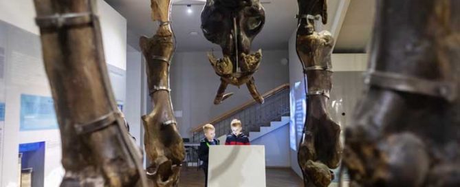 Ancient Animal Skeletons At The Natural History Museum In Los Angeles. Perfect For Kids Under 3 Expl.