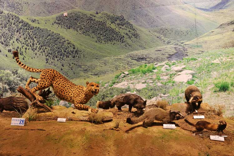 Close-up of a cheetah and otters exhibit at a natural history museum.