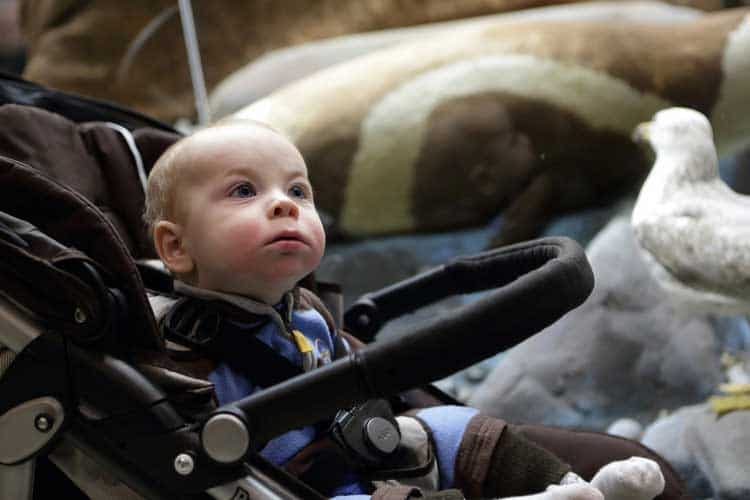 Child in stroller at natural history museum with animal exhibits.