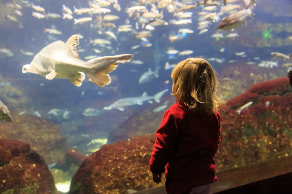 The Best Aquarium of the Pacific Exhibits for Toddlers
