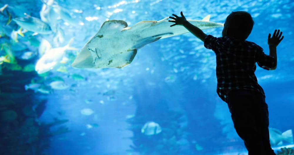The Best Aquarium of the Pacific Exhibits for Toddlers