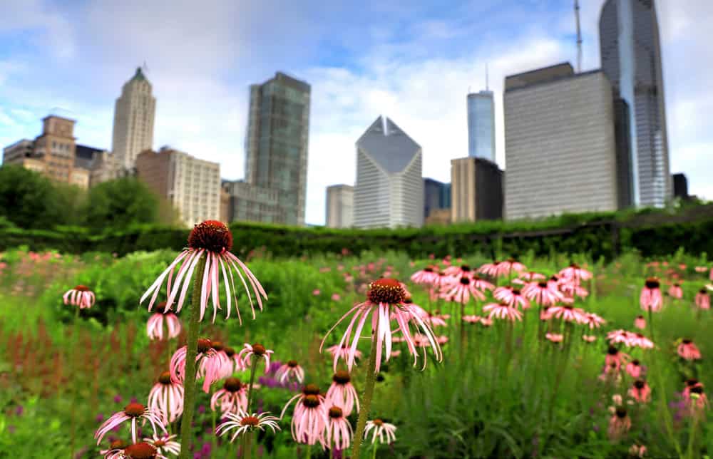 Bright pink coneflowers blooming in a city park with skyscrapers in the background, showcasing urban.