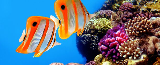 Clownfish Swimming Near Colorful Coral Reef In Vibrant Underwater Scene.
