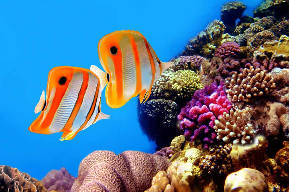 Clownfish swimming near colorful coral reef in vibrant underwater scene.