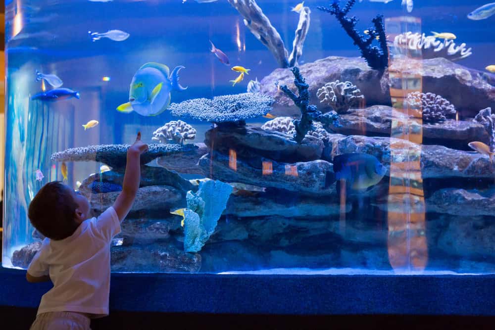 The Best Time to Visit the Aquarium of the Pacific With a Toddler