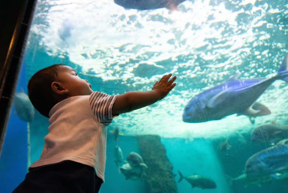 A Half-Day Aquarium of the Pacific Itinerary