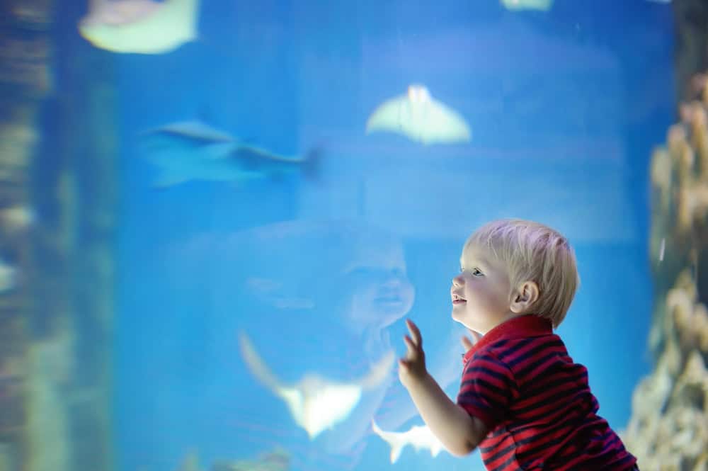 A Half-Day Aquarium of the Pacific Itinerary