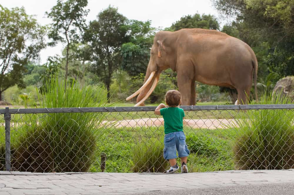The Best Time to Visit the Orange County Zoo With Toddlers