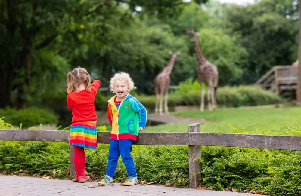 Children enjoying a day at the zoo with giraffes in the background.