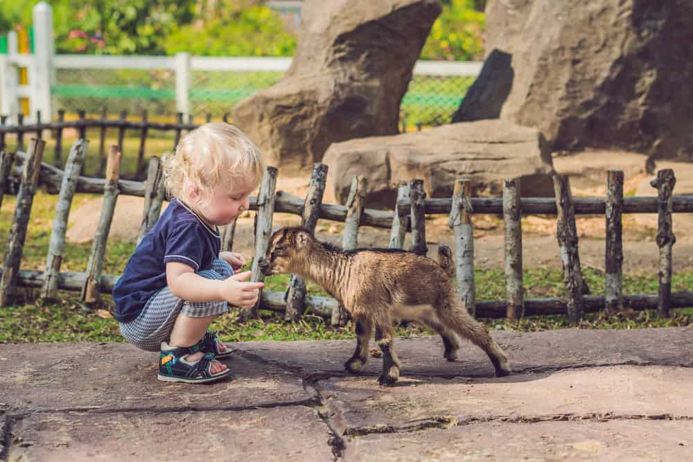 Irvine With Toddlers: The Zoo-and-Park Vacation Parents Love