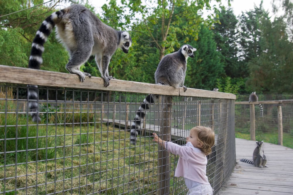The Best Time to Visit the Orange County Zoo With Toddlers