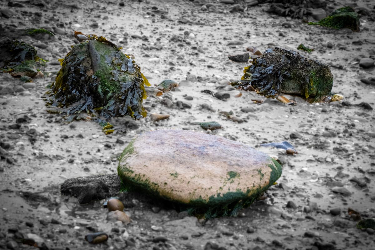 Seaweed-Covered Rocks Exposed At Early Morning Low Tide