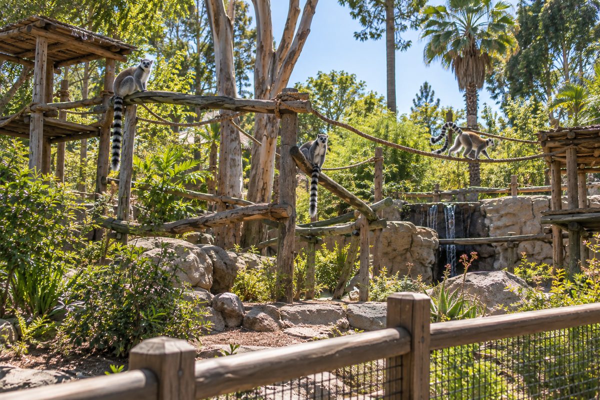 Ring-Tailed Lemurs Climbing On Wooden Platforms And Ropes In A Sunny Zoo Habitat